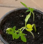 Tomaten Paprika.webp
