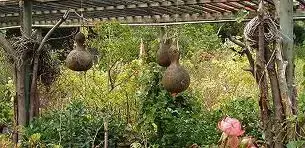 kalebasse.webp