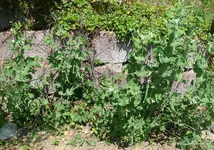 Erbsen.webp