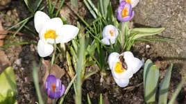 Frühlingsimpression.webp