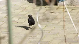 Herr Amsel zu Gast.webp