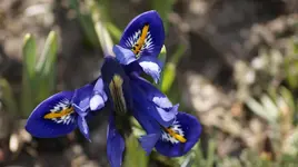 Iris 2.webp