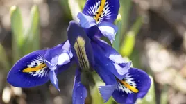 Iris in voller Schönheit.webp