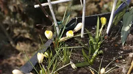 Krokusse im Kübel.webp