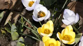 Krokusse offen.webp