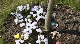 Krokusse unter Obstbaum.webp