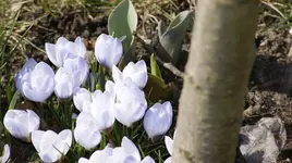 Krokusse unter Obstbaum Makro.webp