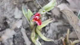 vorwitzige Tulpe die erste in diesem Jahr.webp