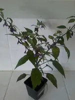PurpleTiger1_4_13.webp