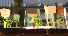 diverse Tomaten kommen sehr gut_640.webp