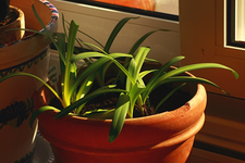 weisser Agapanthus wächst und gedeiht_600.webp