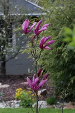 Magnolienbaum 130401.webp