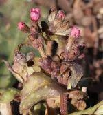 Lungenkraut 130401.webp