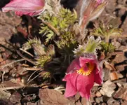 Pulsatilla rosa 130401.webp