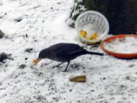 Amsel_005.webp