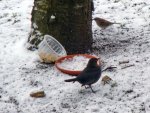 Amsel-Heckenbraunelle_006.JPG