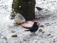 Amsel-Heckenbraunelle_006.webp