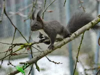 Eichhörnchen_007.webp