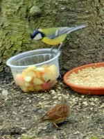 Kohlmeise-Heckenbraunelle_1566.webp