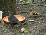 Amsel_1690.JPG