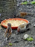 Spatzen-Heckenbraunelle_1653.webp