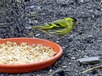 Erlenzeisig_1666.webp