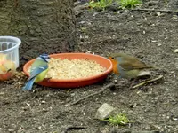 Rotkehlchen-Meise_1630.webp