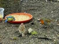 Rotkehlchen-Meise-Spatz_1634.webp