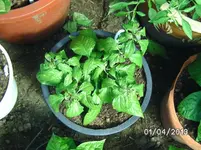 Trinidad Perfume.webp