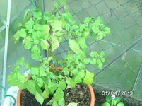 Überwinterte Scorpion.webp