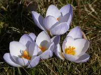 106.webp