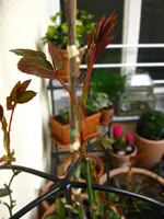 IMG_4237.webp