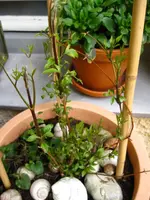 IMG_4238.webp