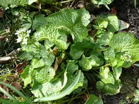 Wasabi.webp