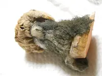 DSCN1884.webp