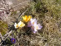 Krokusse 1.4.2013.webp
