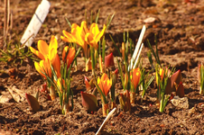 die ersten orangen Krokusse_800.webp