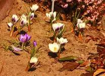 Krokuss in weiss_lila_900.webp