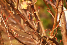 Zier_Johannisbeer kriegt Knospen_900.webp