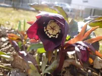 P1050137.webp