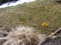 Krokusse4 1.4.2013.webp