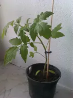 IMAG0995.webp