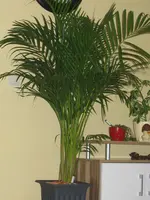 IMG_0875.webp
