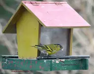 DSC_3611_Erlenzeisig.webp