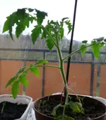 Tomate groß.webp