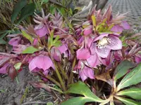 SAM_0904.webp
