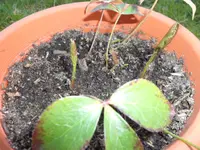 SAM_0905.webp