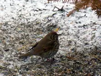 013.webp