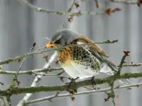 Wacholderdrossel_1073.webp