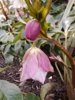 Christrose_2236.webp